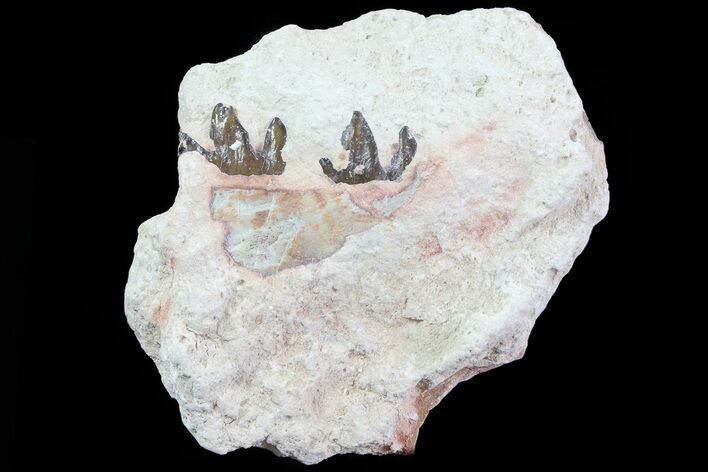 Oligocene Horse (Mesohippus) Jaw Section #81509